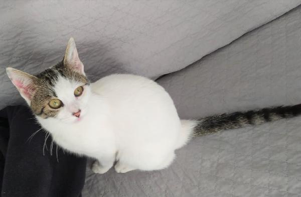 Nuvola, Gattina Di 5 Mesi